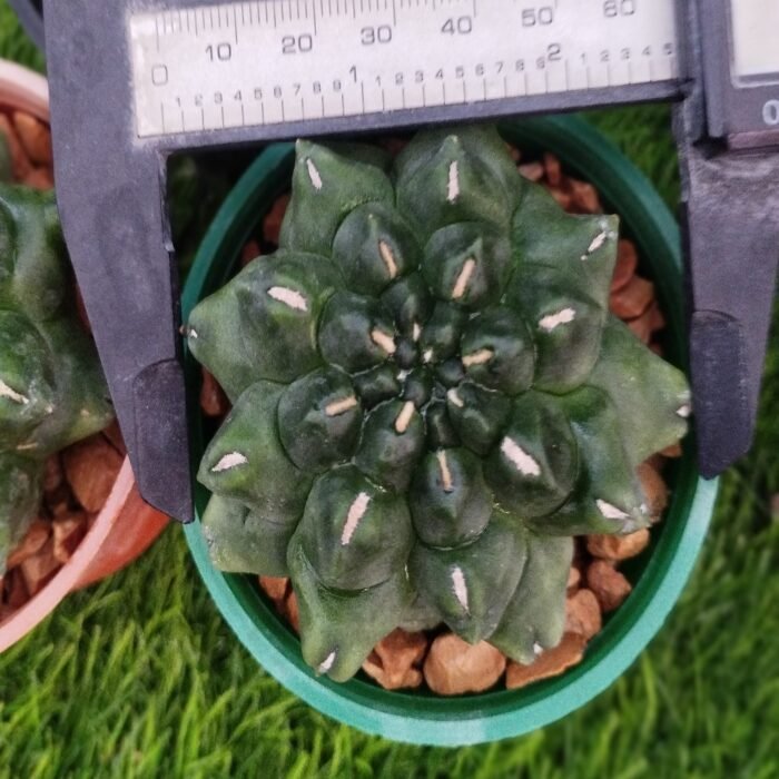 Gymnocalycium Kikko - Image 2