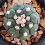 Astrophytum asterias cv. Turtle