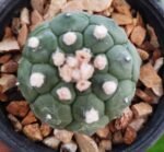 Astrophytum asterias cv. Turtle