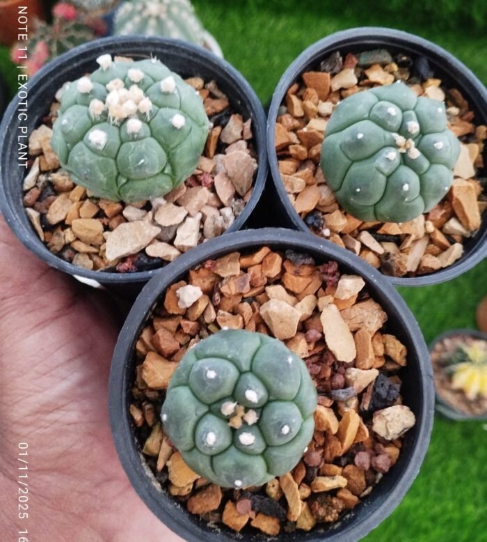 Astrophytum asterias cv. Turtle - Image 2