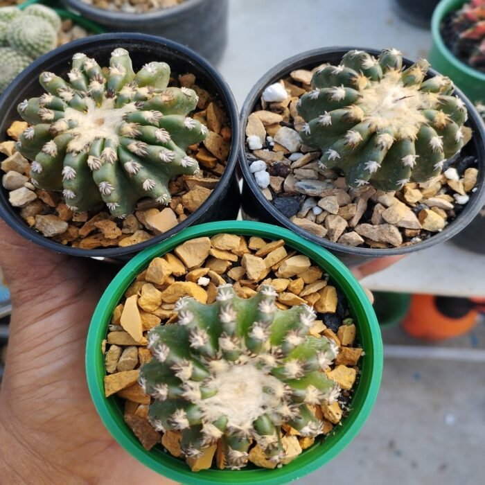 Discocactus horstii - Image 2