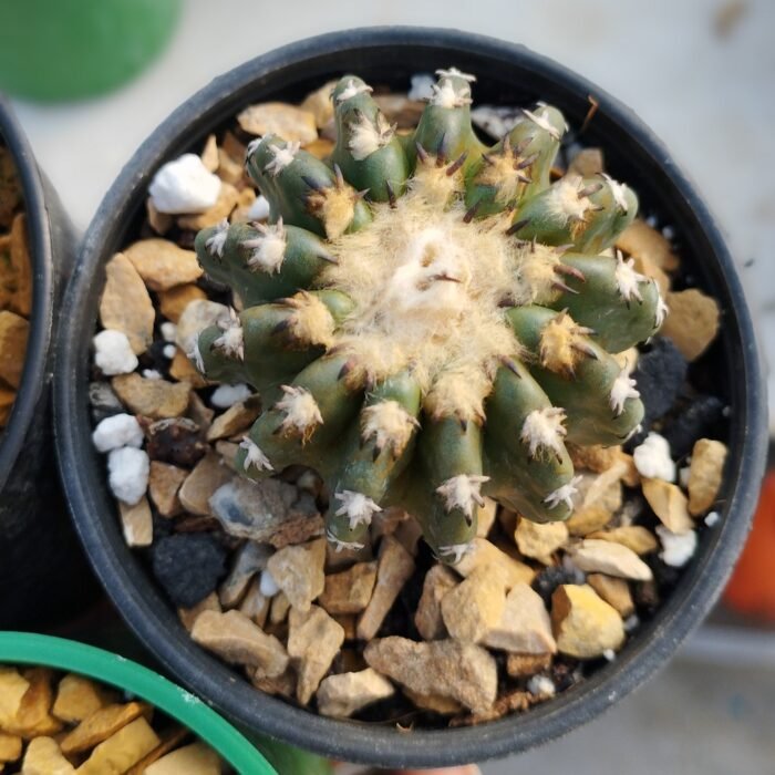 Discocactus horstii - Image 3