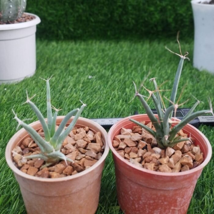 Leuchtenbergia principis - Image 3