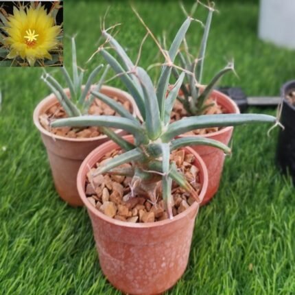 Leuchtenbergia principis