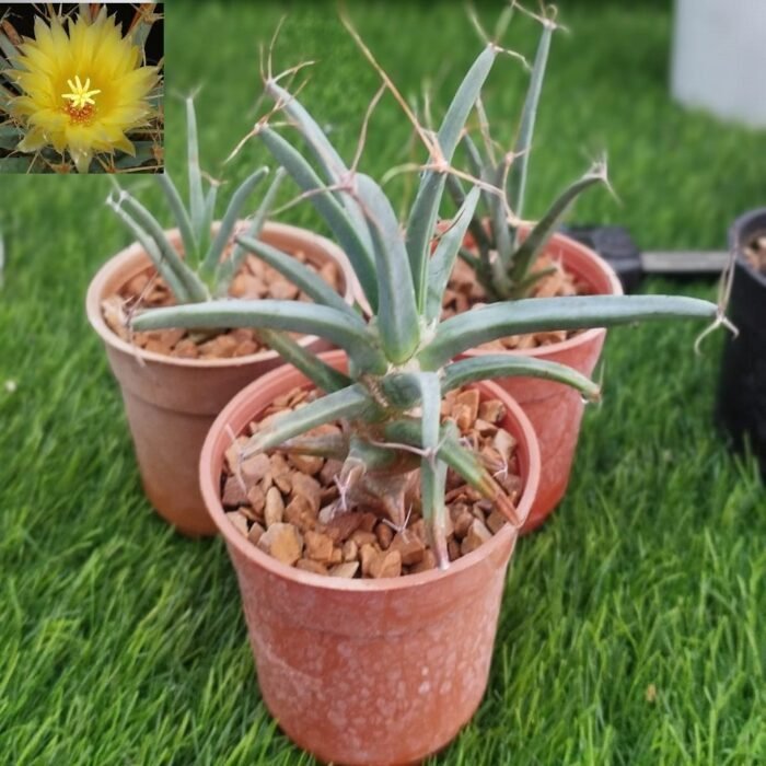 Leuchtenbergia principis - Image 2