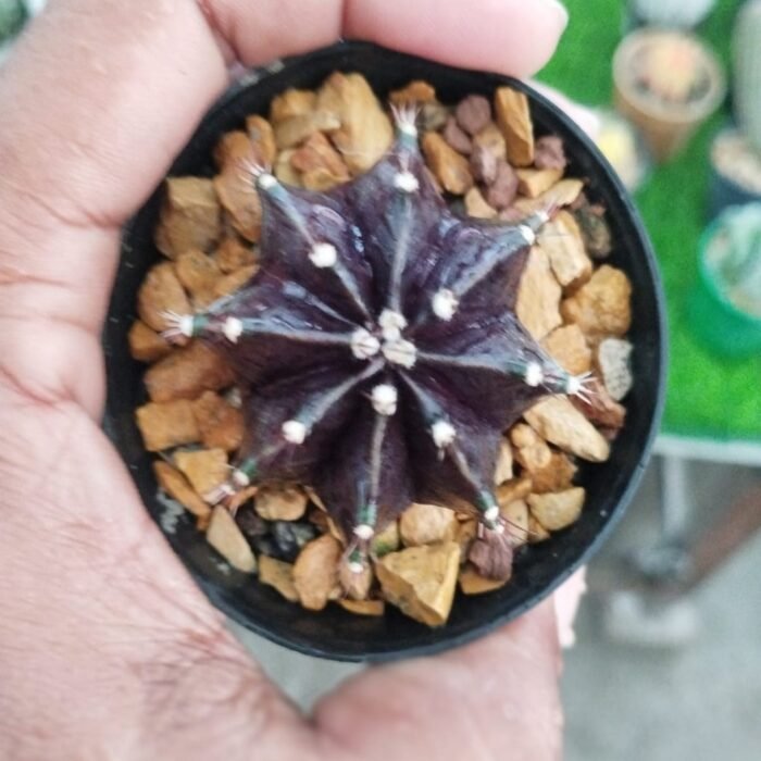 Gymnocalycium mihanovichii cv. ‘Black Widow’ - Image 2