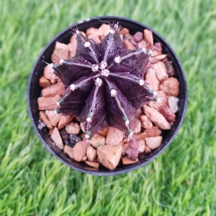 Gymnocalycium mihanovichii cv. ‘Black Widow’ - Image 3