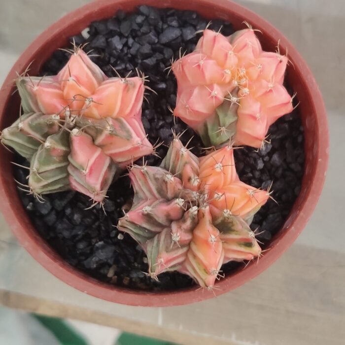 combo 3 Gymnocalycium Variegated – Rare and Colorful Beauty -set 1 - Image 2