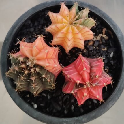 combo 3 Gymnocalycium Variegated – Rare and Colorful Beauty -set 1
