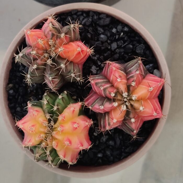 combo 3 Gymnocalycium Variegated – Rare and Colorful Beauty -set 1 - Image 4