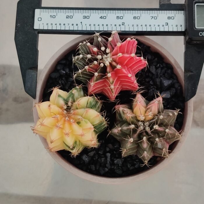 combo 3 Gymnocalycium Variegated – Rare and Colorful Beauty -set 1 - Image 6