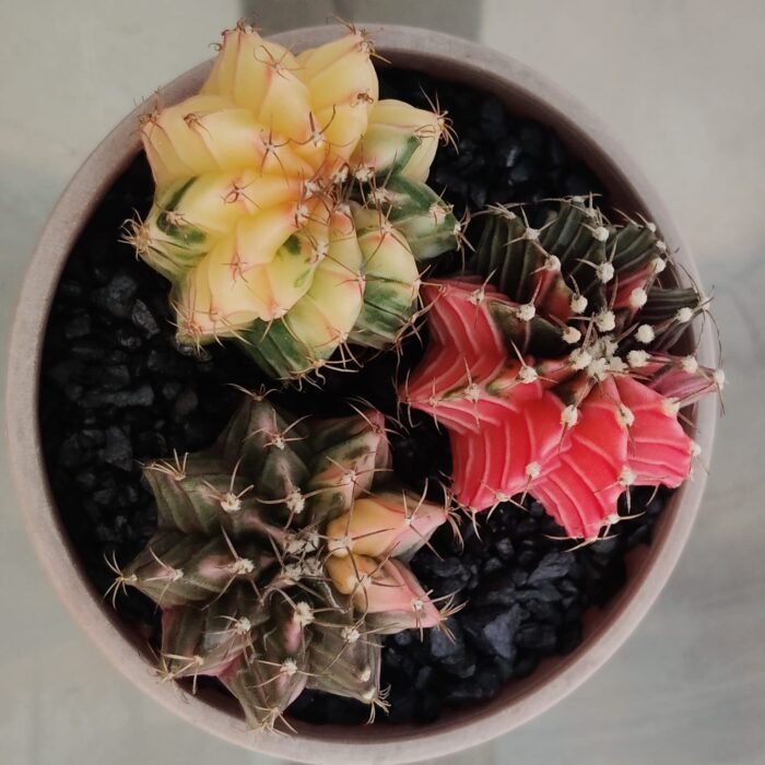 combo 3 Gymnocalycium Variegated – Rare and Colorful Beauty -set 1 - Image 5