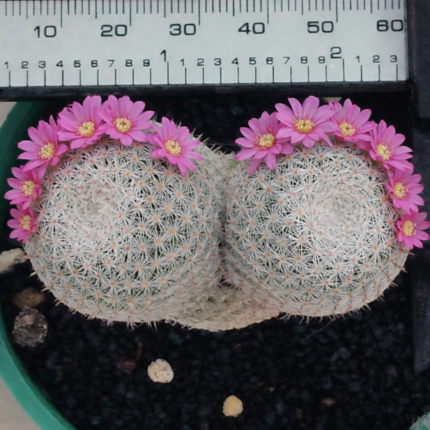 Mammillaria Parkinsonii – Owl’s Eye Pincushion Cactus | Rare Clustering Cactus 1