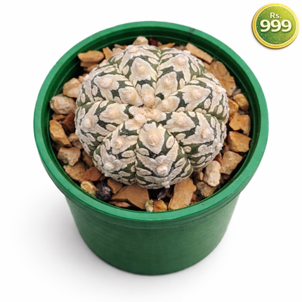 Astrophytum Asterias V Type – Rare V Pattern Star Cactus | Collector Astrophytum