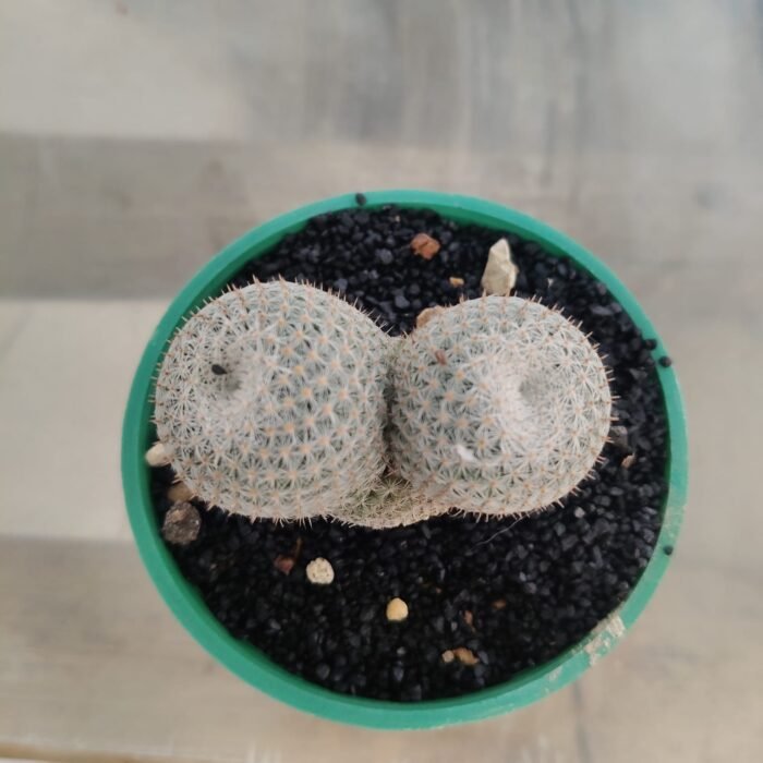 Mammillaria Parkinsonii – Owl’s Eye - Image 2