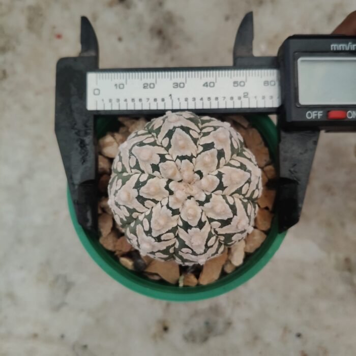Astrophytum Asterias V Type – Rare V Pattern Star Cactus | Collector Astrophytum - Image 2