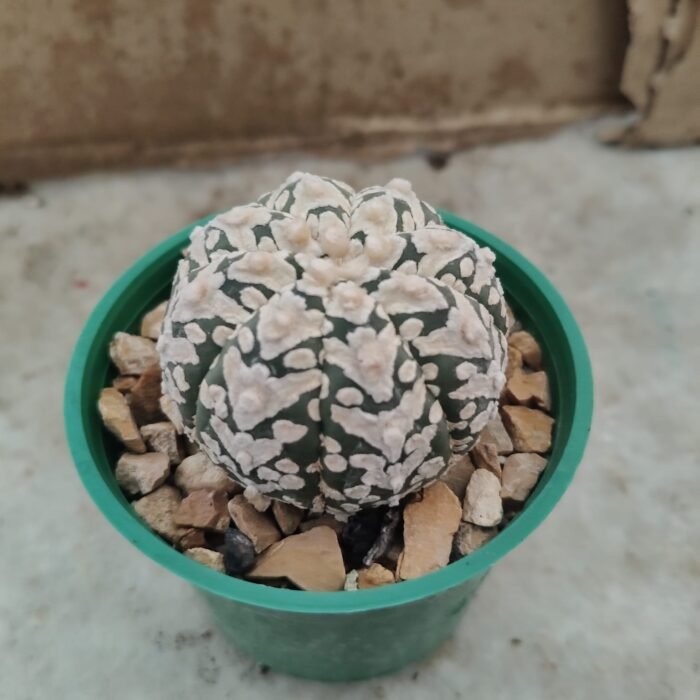 Astrophytum Asterias V Type – Rare V Pattern Star Cactus | Collector Astrophytum - Image 3