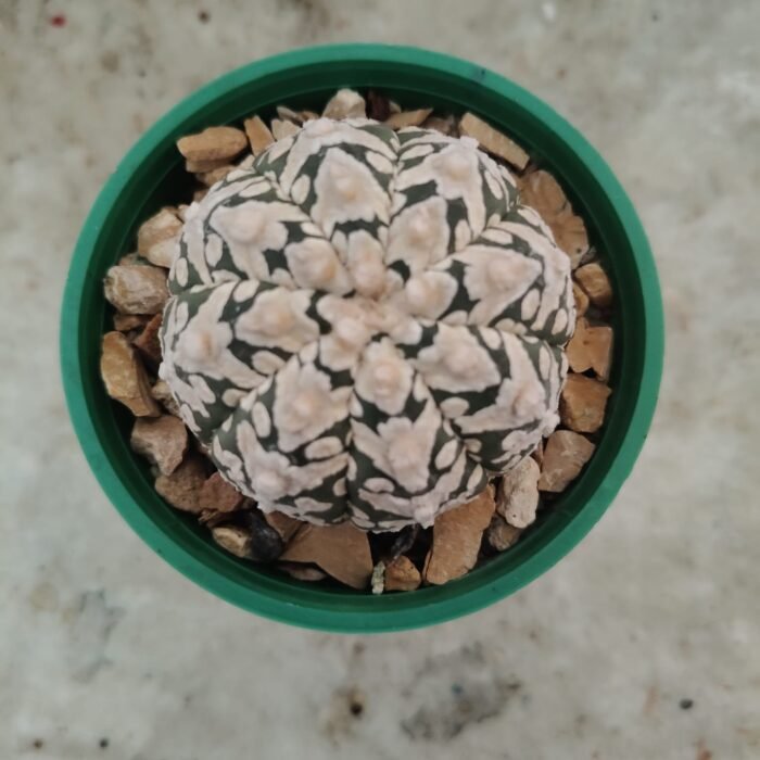 Astrophytum Asterias V Type – Rare V Pattern Star Cactus | Collector Astrophytum - Image 4