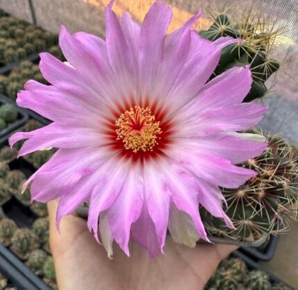 Thelocactus bicolor – The Glorious Texas Ball Cactus