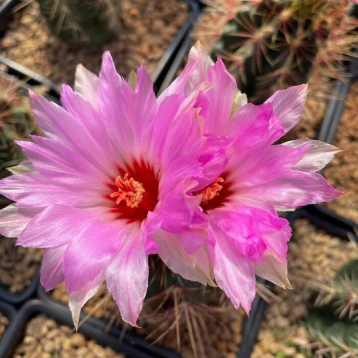 Thelocactus bicolor – The Glorious Texas Ball - Image 2