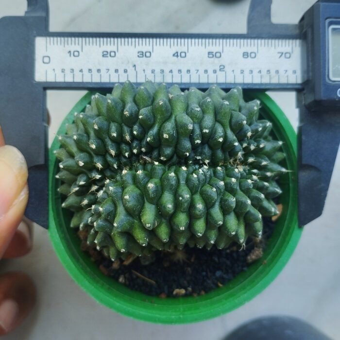 gymnocalycium crested inermis - Image 3