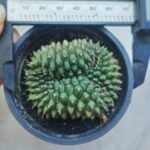 gymnocalycium crested inermis - Image 4