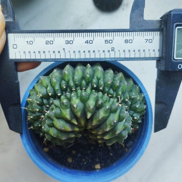 gymnocalycium crested inermis - Image 2