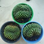 gymnocalycium crested inermis