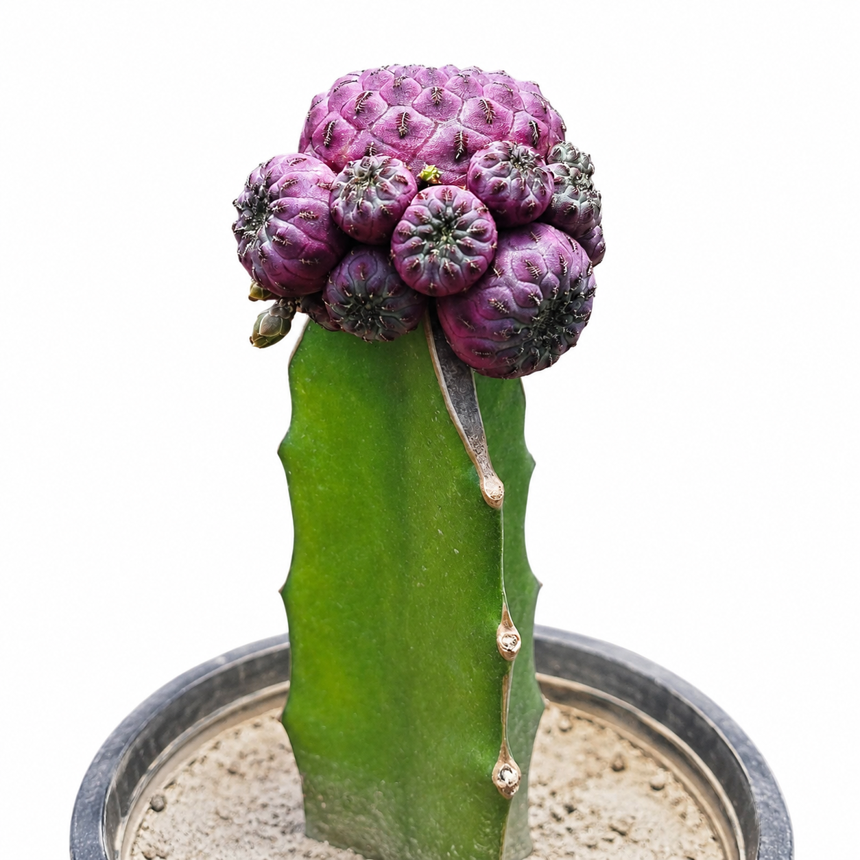 ChatGPT Image Aug 31, 2026, 10_04_40 PM Sulcorebutia rauschii - Image 1