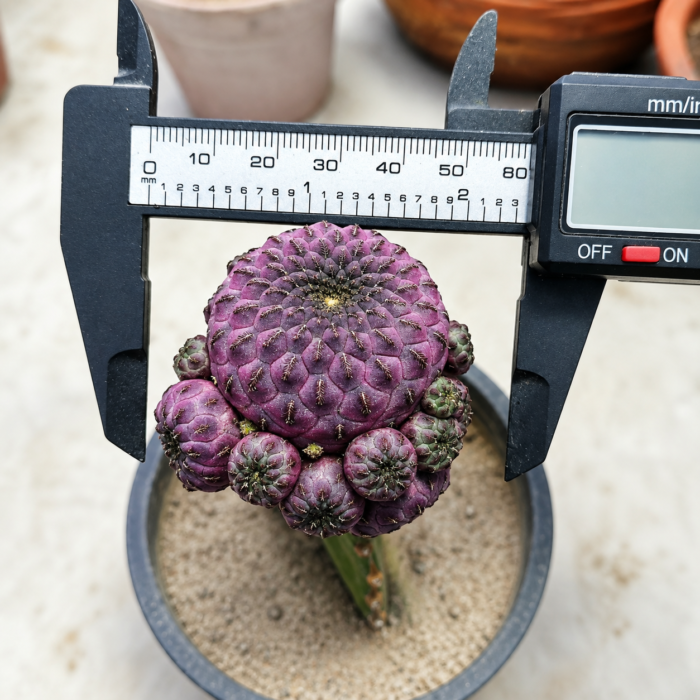 Sulcorebutia rauschii - Image 2