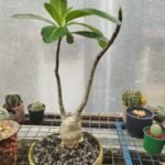 pachypodium decaryi