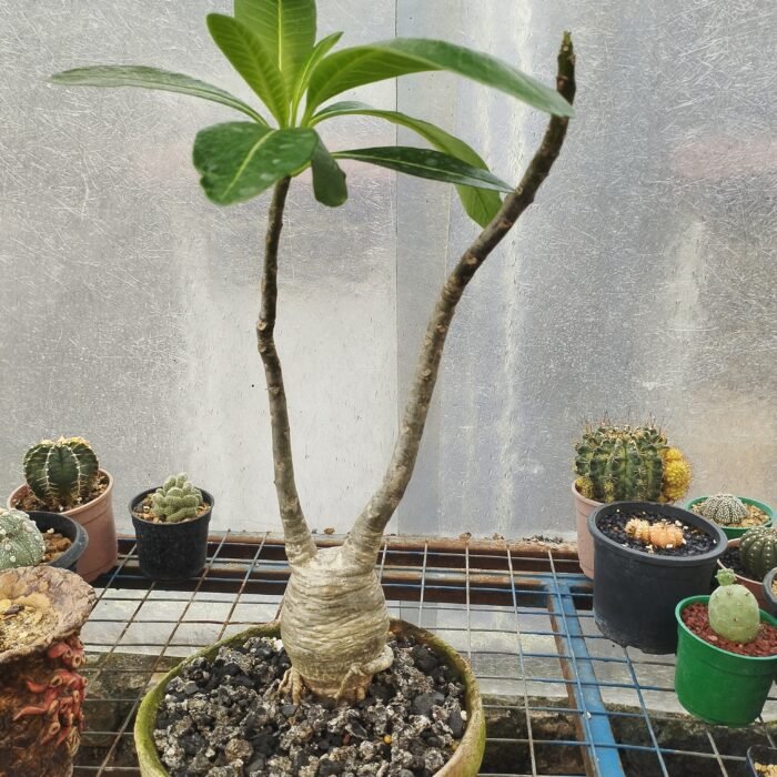pachypodium decaryi - Image 2