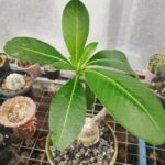 pachypodium decaryi - Image 3