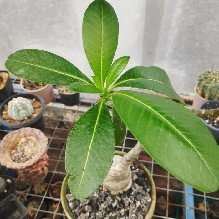 pachypodium decaryi - Image 3