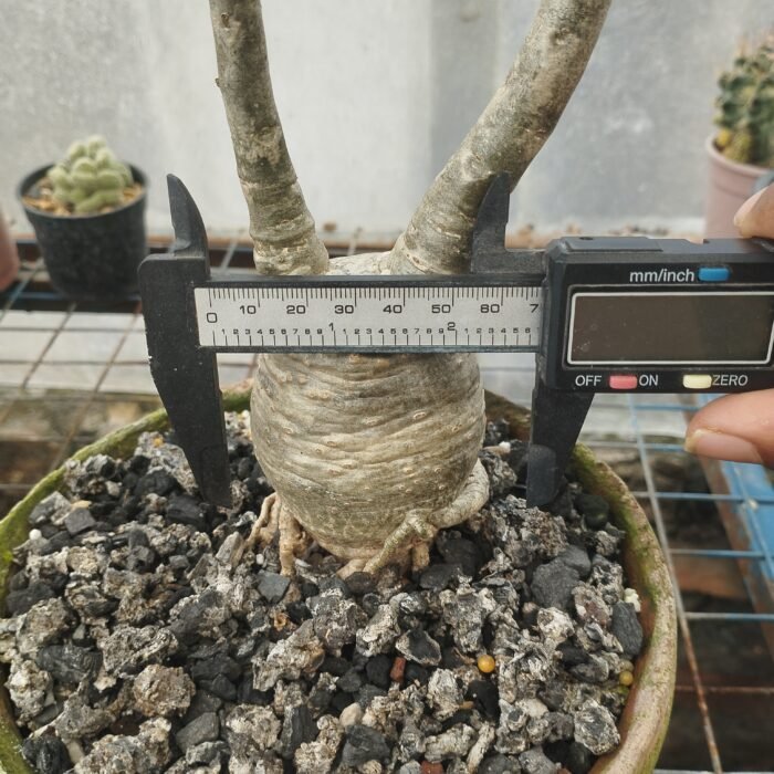 pachypodium decaryi - Image 4