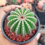 Uebelmannia pectinifera seed grown