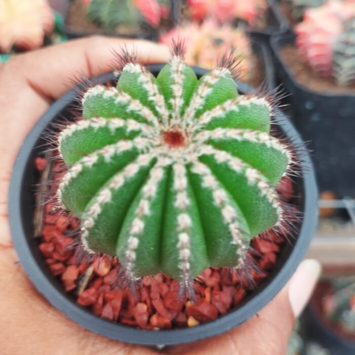 Uebelmannia pectinifera seed grown - Image 2