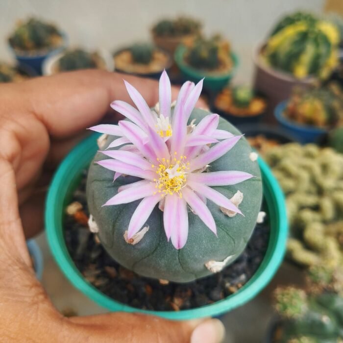 lophophora williamsii hybrid - Image 2