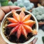gymnocalycium mihanovichii variegata full color