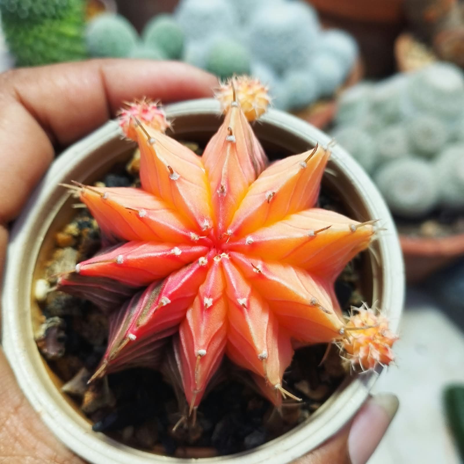 WhatsApp Image 2026-08-31 at 8.21.53 PM gymnocalycium mihanovichii variegata full color - Image 1
