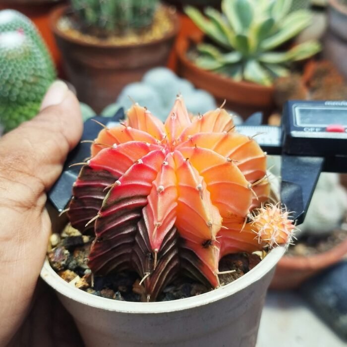 gymnocalycium mihanovichii variegata full color - Image 3