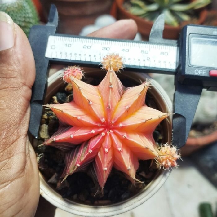 gymnocalycium mihanovichii variegata full color - Image 2