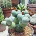 TEPHROCACTUS GEOMETRICUS