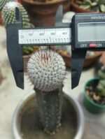 mammillaria perezdelarosae v andersoniana - Image 3