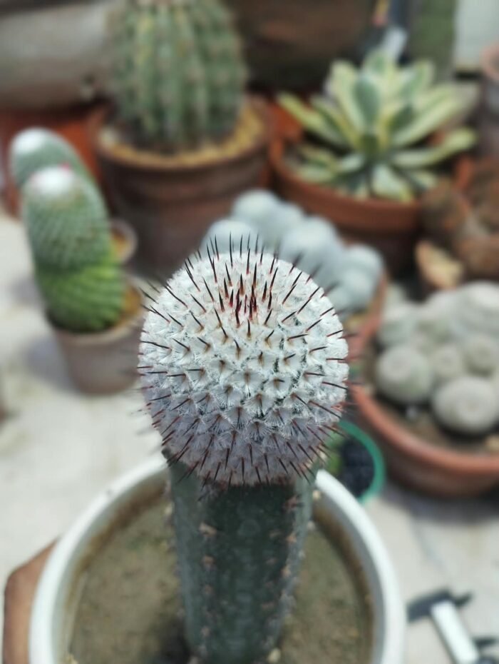 mammillaria perezdelarosae v andersoniana - Image 2