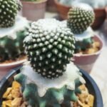 copiapoa tenussima