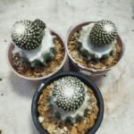 copiapoa tenussima - Image 4