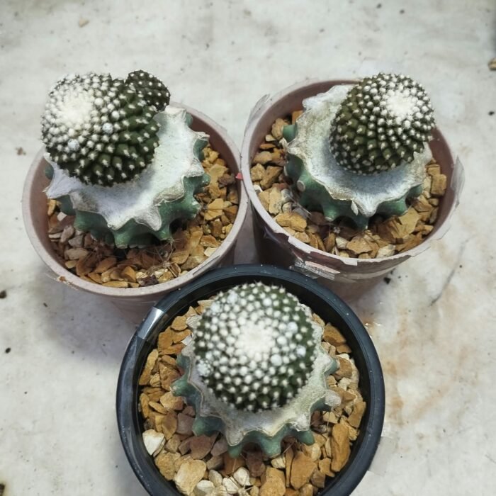 copiapoa tenussima - Image 4