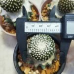 copiapoa tenussima - Image 3