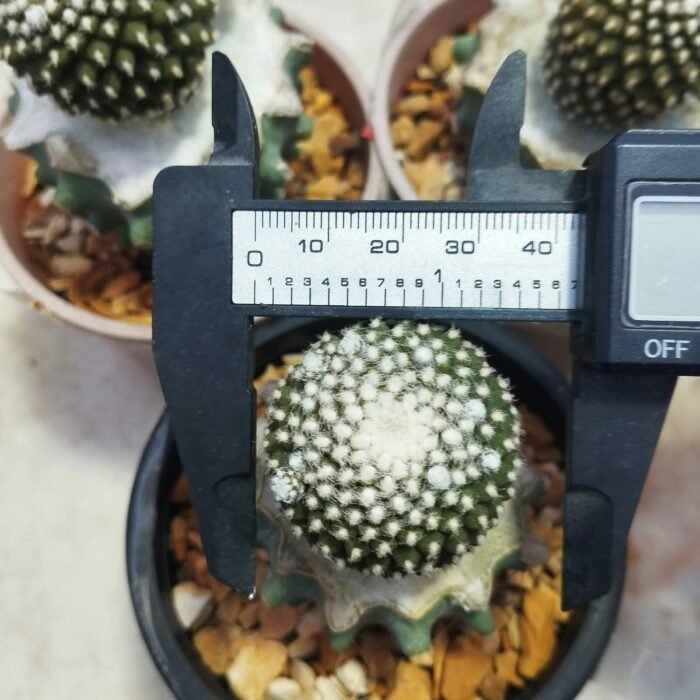 copiapoa tenussima - Image 3